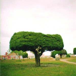 ARBOL TRUNCADO